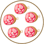 learning-multiplication-with-equal-group_18